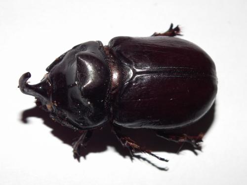 Réf. 75 908 : Oryctes nasicornis