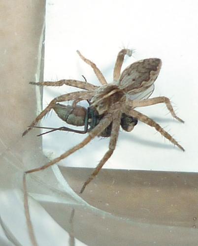 Pisaura mirabilis
