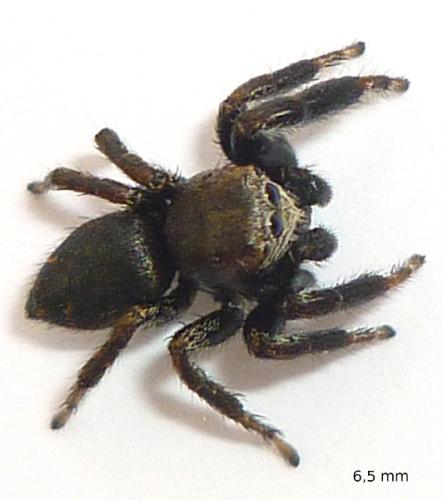 Evarcha arcuata