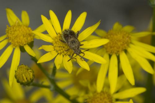 Réf. 75 038 : Stictopleurus punctatonervosus