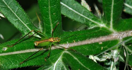 Réf. 75 839 : Leptophyes punctatissima
