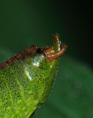 Leptophyes punctatissima