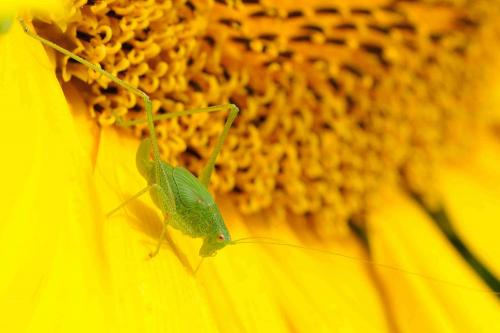 Phaneroptera sp.