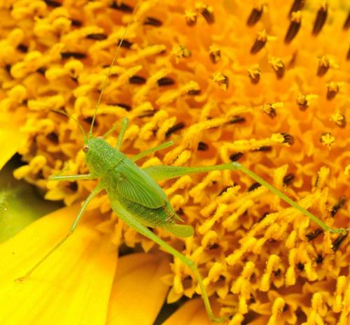 Phaneroptera sp.