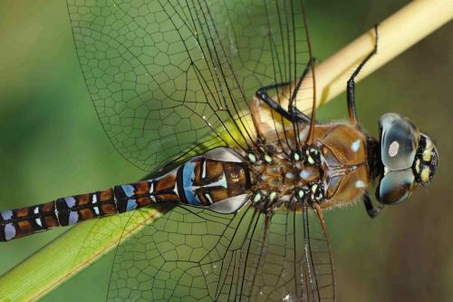 Aeshna mixta