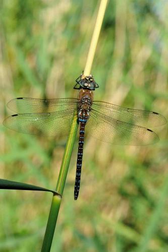 Aeshna mixta