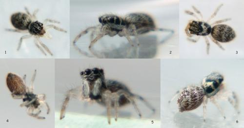 Salticus sp.