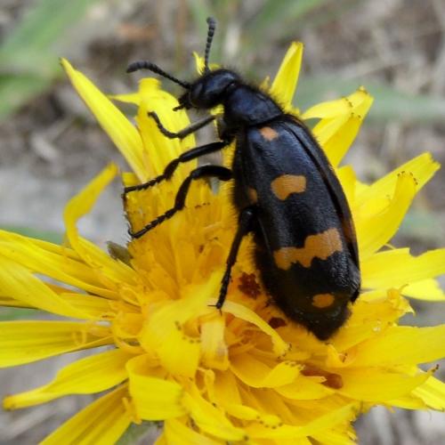 Hycleus polymorphus