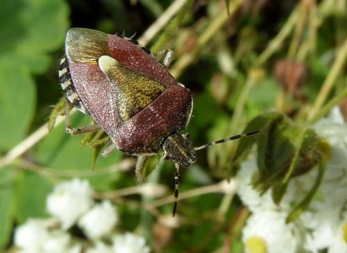 Réf. 75 748 : Dolycoris baccarum