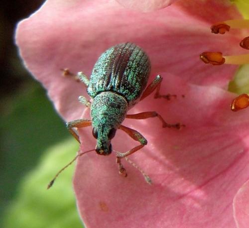 Réf. 75 935 : Polydrusus formosus