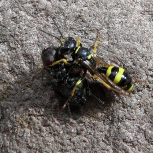 Réf. 75 887 : Mellinus arvensis
