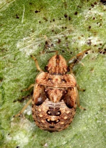 Réf. 75 823 : Sciocoris sideritidis