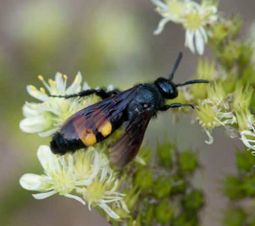 Scolia hirta