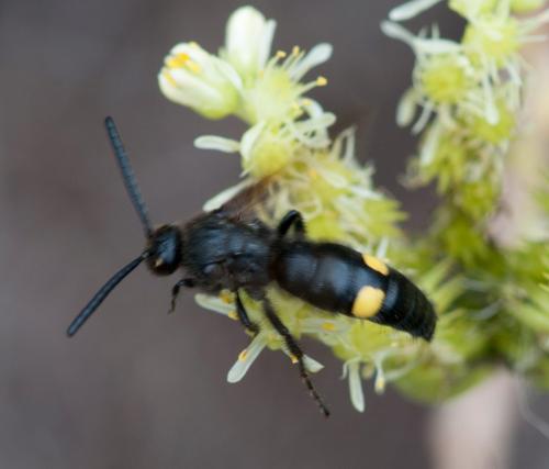 Réf. 75 053 : Scolia hortorum