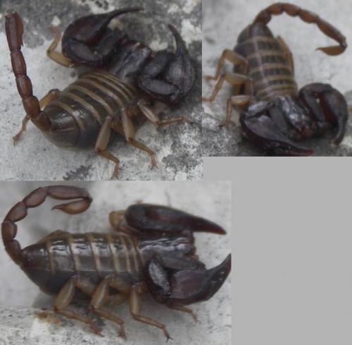 Euscorpius sp.