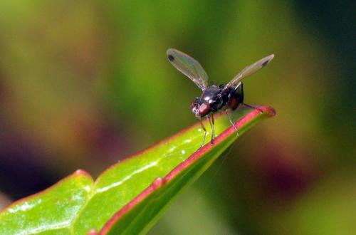 Sepsis sp.