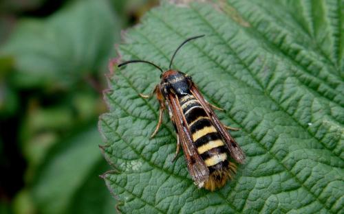Réf. 75 994 : Pennisetia hylaeiformis