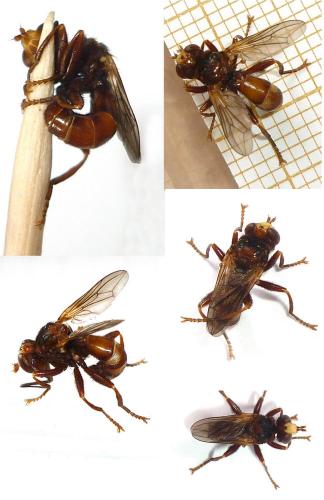 Sicus ferrugineus