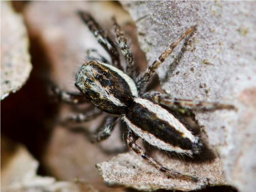 Pseudicius encarpatus