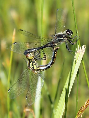 Réf. 75 905 : Sympetrum danae