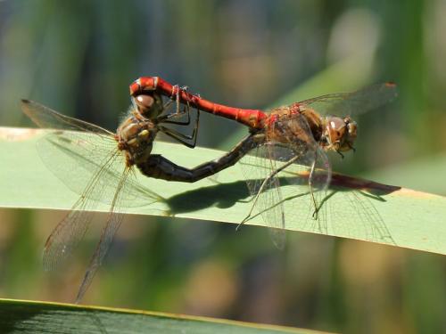 Réf. 75 904 : Sympetrum vulgatum
