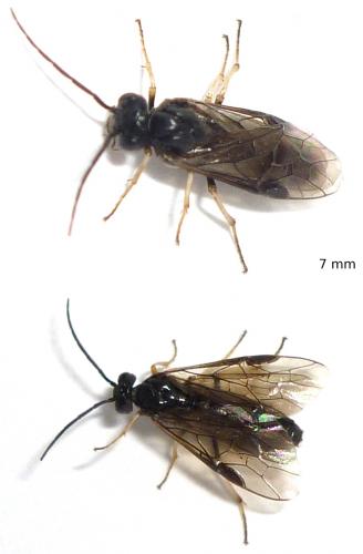 Cladius pectinicornis