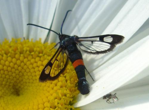Synanthedon myopaeformis