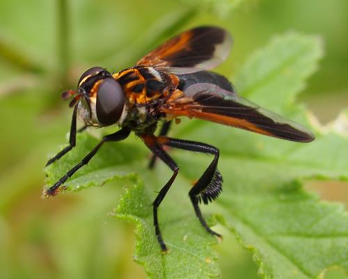 Trichopoda pictipennis