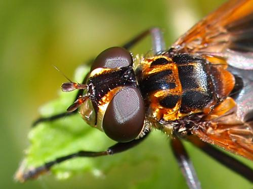 Trichopoda pictipennis
