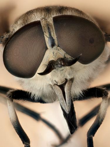 Tabanus rectus