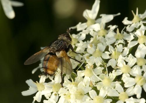 Tachina fera