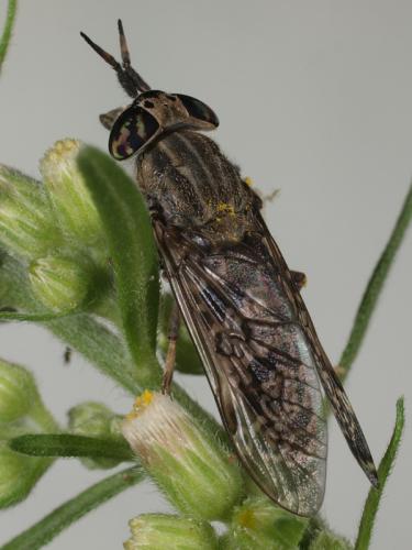 Haematopota italica