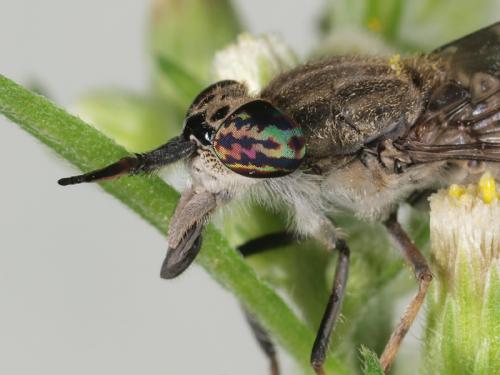 Haematopota italica