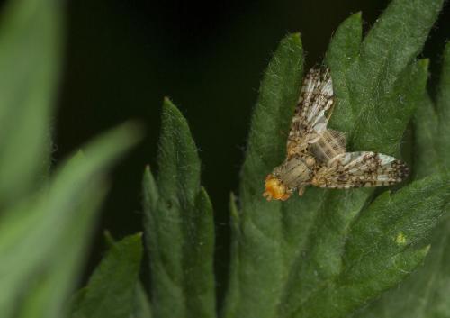 Oxyna sp.