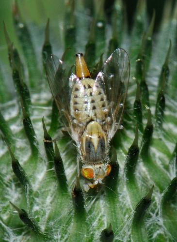 Réf. 75 113 : Terellia serratulae