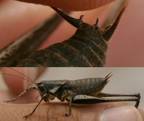 Rhacocleis poneli