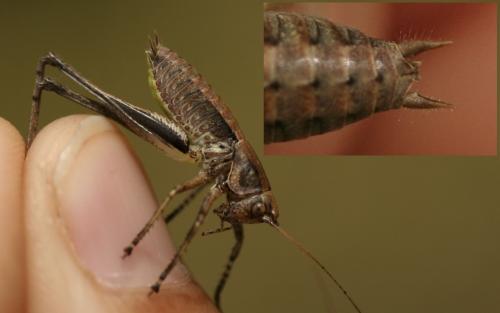 Rhacocleis poneli