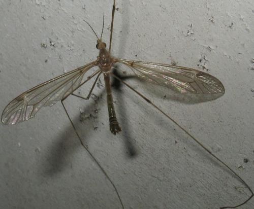 Tipula helvola