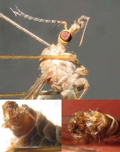Tipula helvola