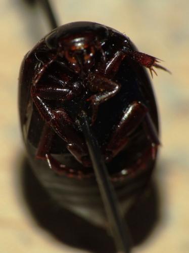 Réf. 75 190 : Ilybius sp.