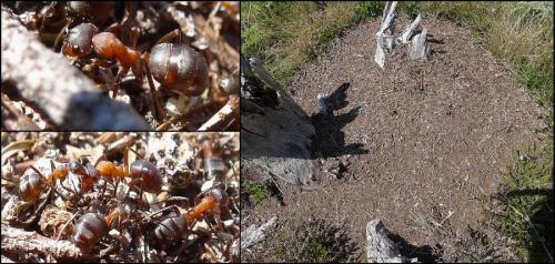 Réf. 75 724 : Formica sp.