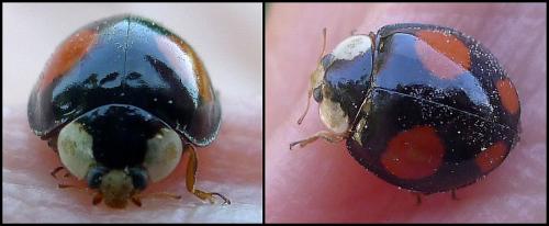 Harmonia axyridis