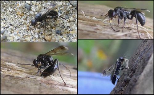 Réf. 75 427 : Dipogon sp.