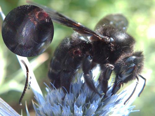 Xylocopa violacea