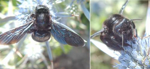 Xylocopa violacea
