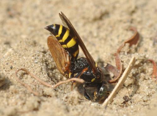 Gorytes laticinctus