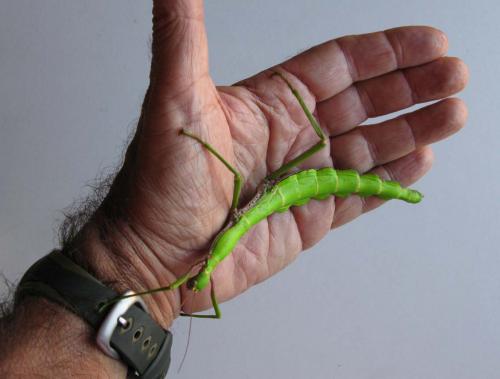 Réf. 75 431 : Monandroptera acanthomera