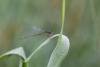 75040 – Photo : Duborget Robin – France (20)