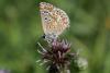 75448 – Photo : Olivier Pineau – France (30)