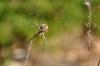 75541 – Photo : Jean-Luc Carini – France (34)